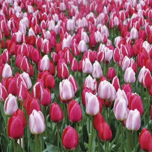 Melange Tulipes Mix Delight