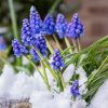 Muscari armeniacum "Fleurs De France"