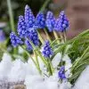 Muscari armeniacum "Fleurs De France"