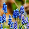 Muscari armeniacum "Fleurs De France"