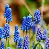 Muscari armeniacum "Fleurs De France"