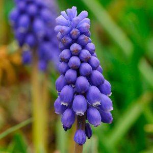 Muscari armeniacum "Fleurs De France"