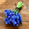 Muscari armeniacum "Fleurs De France"