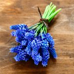 Muscari armeniacum “Fleurs De France”