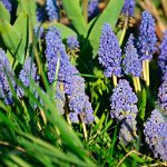 Muscari armeniacum Blue Spike