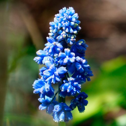 Muscari armeniacum Blue Spike