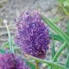 Muscari comosum Plumosum