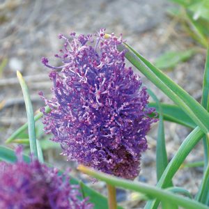 Muscari comosum Plumosum