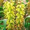 Muscari macrocarpum Golden Fragrance