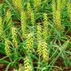 Muscari macrocarpum Golden Fragrance