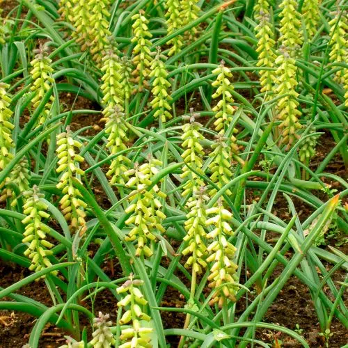 Muscari macrocarpum Golden Fragrance