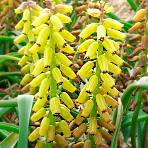 Muscari macrocarpum Golden Fragrance