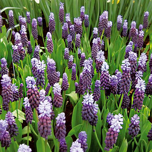 Muscari Latifolium