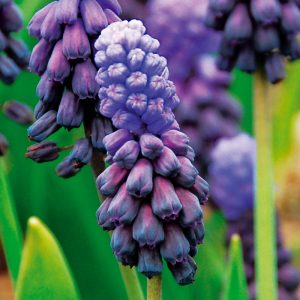 Muscari Latifolium