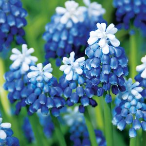 Muscari aucheri Mounthood