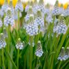 Muscari aucheri Ocean Magic