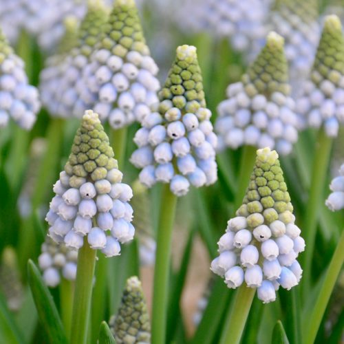 Muscari aucheri Ocean Magic