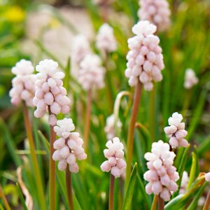 Muscari Pink Sunrise