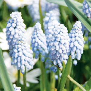 Muscari Valery Finnis