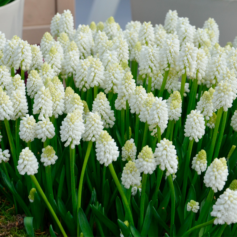 Muscari aucheri White Magic