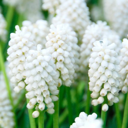 Muscari aucheri White Magic