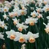 Narcisse Grande Coupe Accent