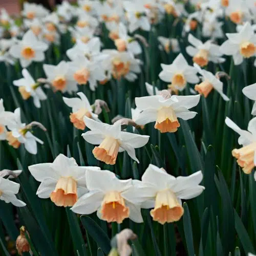 Narcisse Grande Coupe Accent