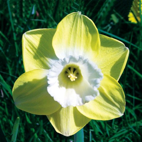 Narcisse à grande couronne Avalon - Bulbes à fleurs automne / Narcisses -  Samen-Mauser