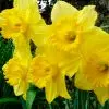 Narcisse Grande Coupe Carlton