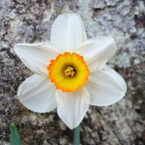 Narcisse Grande Coupe Flower Record