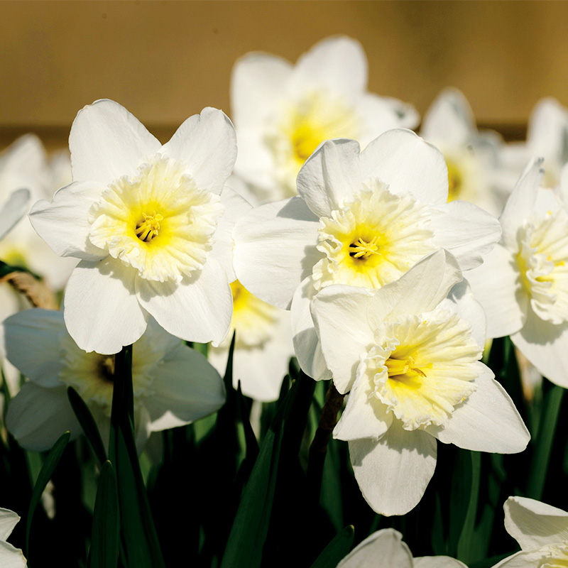 Narcisse Grande Coupe Ice Follies - Ernest TURC