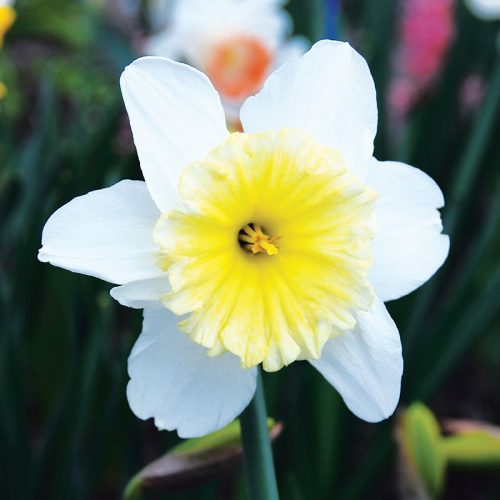 Narcisse Grande Coupe Ice Follies