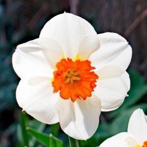 Narcisse à grande couronne Avalon - Bulbes à fleurs automne / Narcisses -  Samen-Mauser