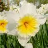 Narcisse Grande Coupe Slim Whitman
