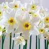 Narcisse Petite Coupe Lieke