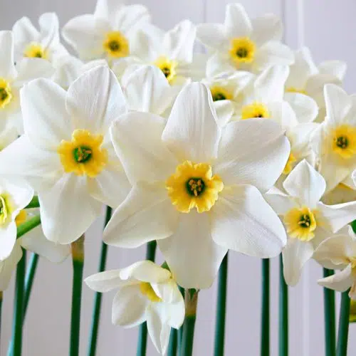 Narcisse Petite Coupe Lieke
