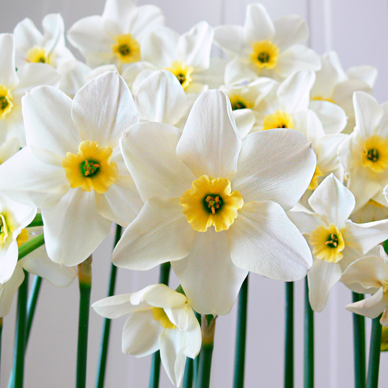 Narcisse Petite Coupe Lieke