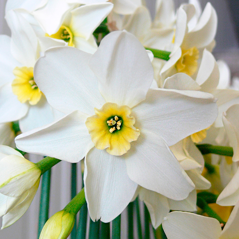 Narcisse Petite Coupe Lieke