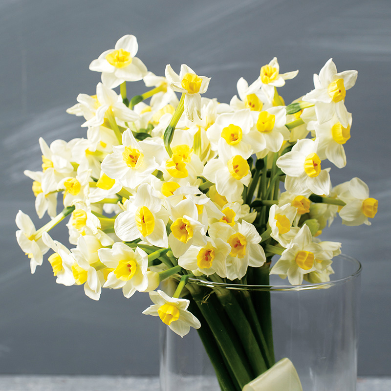 Narcisse Botanique Tazetta Minnow