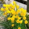 Narcisse Bulbocodium Conspicuus