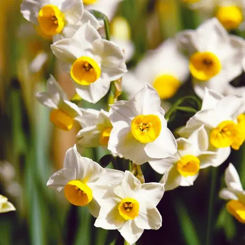 Narcisse Cyclamineus Canaliculatus