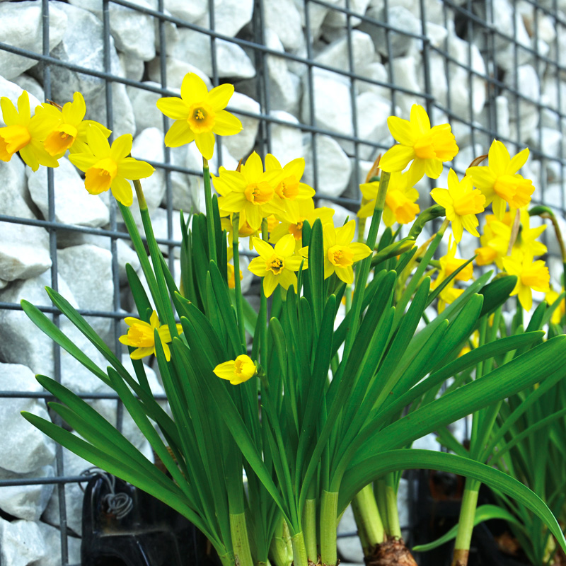 Narcisse Cyclamineus February Gold