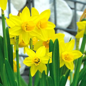 Narcisse Cyclamineus February Gold