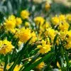 Narcisse Cyclamineus Tête Bouclée