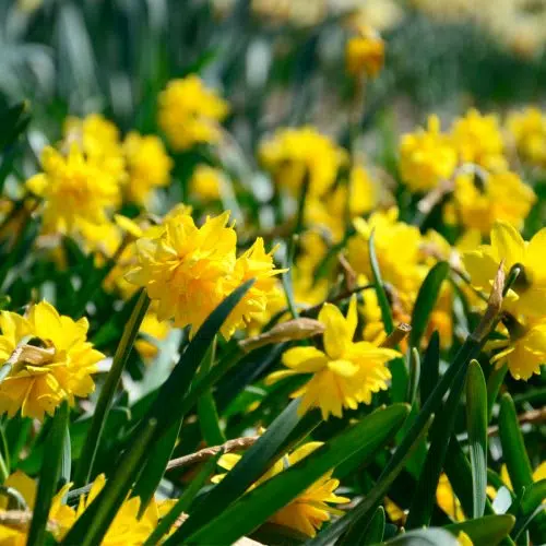 Narcisse Cyclamineus Tête Bouclée