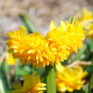 Narcisse Cyclamineus Tête Bouclée