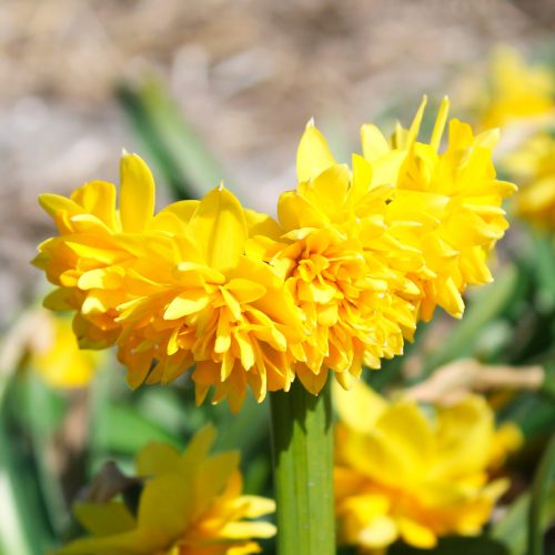 Narcisse Cyclamineus Tête Bouclée