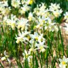 Narcisse Cyclamineus Toto