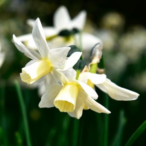 Narcisse Cyclamineus Toto