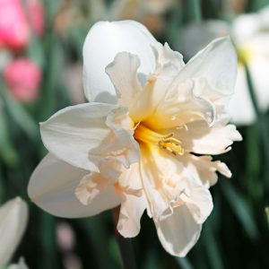 Narcisse Decasplit Palmares